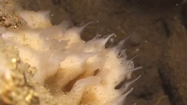 © Фауна Черного моря. Губки Черного моря // Fauna of the Black Sea смотреть онлайн