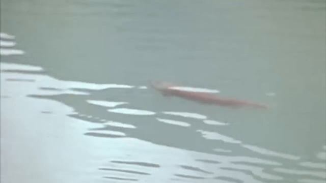 Cabin Alone in the Alaskan Wilderness - Dick Proenneke смотреть онлайн