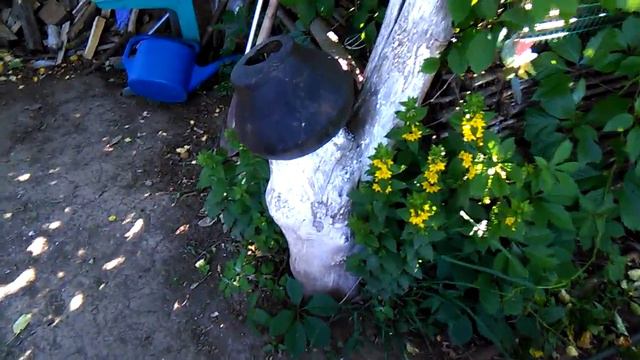 Пионы смотреть онлайн