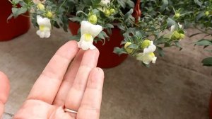 Ампельный Львиный Зев в кашпо!