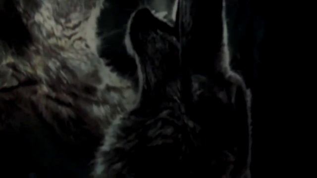 Three Wolf Moon : YOU ARE NOT WORTHY смотреть онлайн