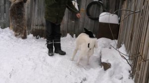 Вальер Не нужен!!! Собака породы Лайка.Заячья Лапа?