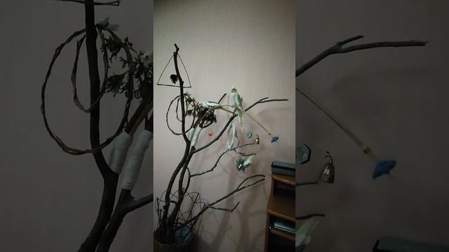 Для самки, поёт попугай корелла Арчик. Первый день знакомства. смотреть онлайн