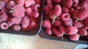 Ремонтантные сорта малины Карамелька Малиновая гряда и Самохвал