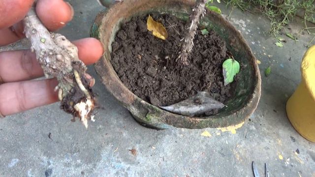 How to grow dracena from cutting || Beautyful foliage plant || Indoor plant смотреть онлайн