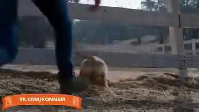 Дружба лошади и собаки! смотреть онлайн