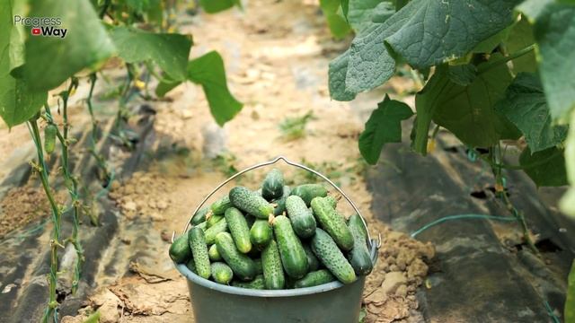 Огурцов Навалом И Нет Пустоцвета! Подкормка Огурцов В Августе смотреть онлайн