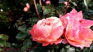 Роза для весны - Флорибунда Феникс