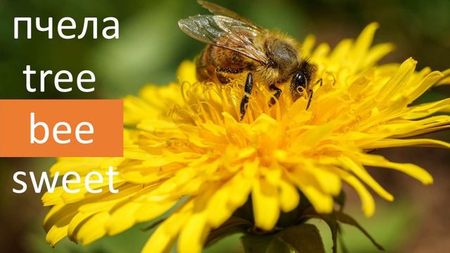 Сочетание двух букв «ее», звук [ı:] – долгий «и» смотреть онлайн