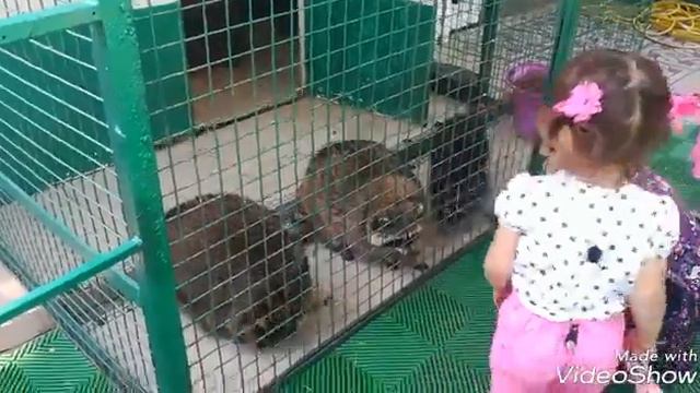 Санаторий Октябрьский; зоопарк; СОЧИ смотреть онлайн