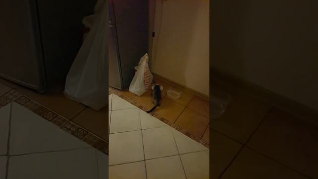 СМЕШНО ДО СЛЕЗ) АБИССИНСКИЙ КОТЕНОК РАЗГОВАРИВАЕТ) смотреть онлайн