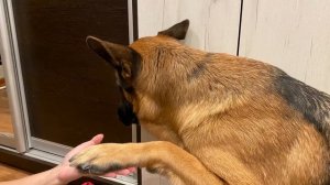 Подстригаем когти немецкой овчарке Альфе?❤️