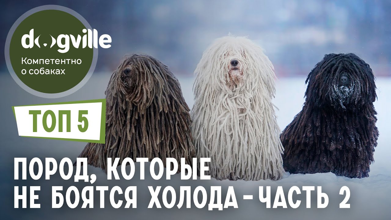ТОП 5 Пород собак, которым НЕ СТРАШЕН мороз - Часть 2 смотреть онлайн