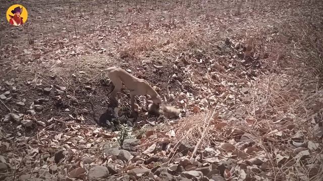 15 Times Predators Target Monkeys and Baboons смотреть онлайн