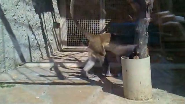 Обезьяне в зоопарке понравился мальчик смотреть онлайн