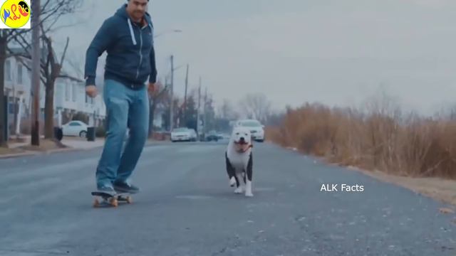 Dogs అత్యంత దృఢమైన భయంకరమైన Dogs || Strong And Fearless Dogs || ALK Facts