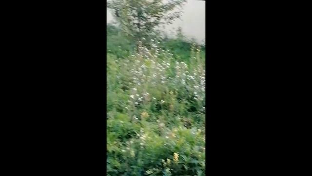 Картошка-гигант в Сибири. смотреть онлайн