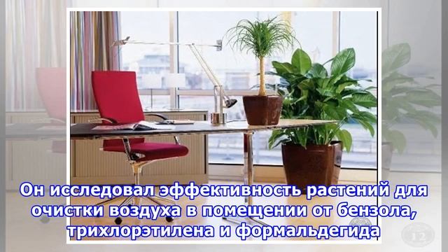 Почему дома и в офисе должны быть растения смотреть онлайн