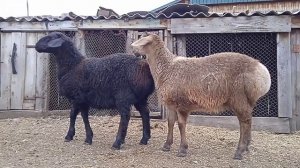 Курдючные баранчики