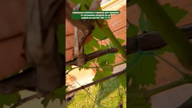 Успешные методики прививок винограда!