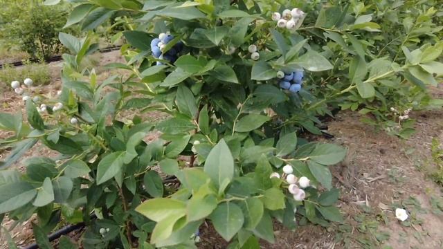 Обзор голубики сорта Бонус смотреть онлайн