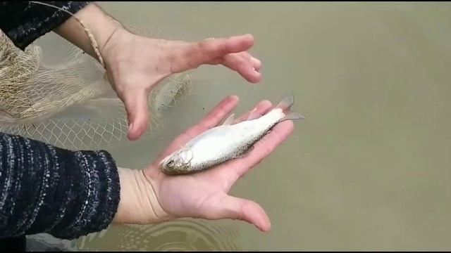 Рост ФОРЕЛИ в пруду зимой.(Результат очевиден) смотреть онлайн