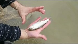 Рост ФОРЕЛИ в пруду зимой.(Результат очевиден)