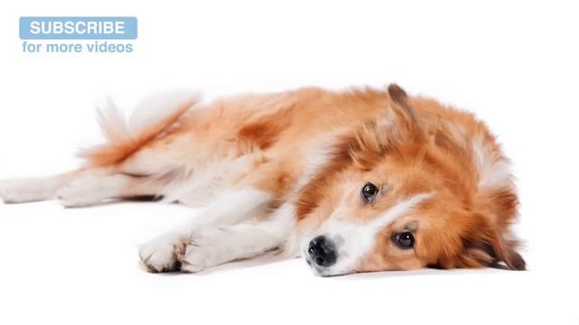 Musica Para Relajar A Tu Perro Estresado, Musicoterapia Para Perros