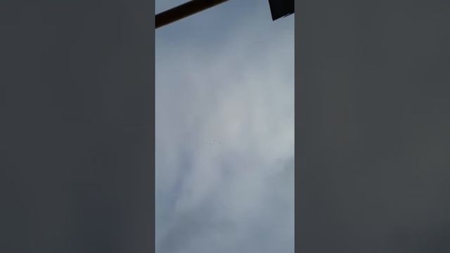 голуби.Сергея.с.Елань-Колено.Воронежской.обл. смотреть онлайн