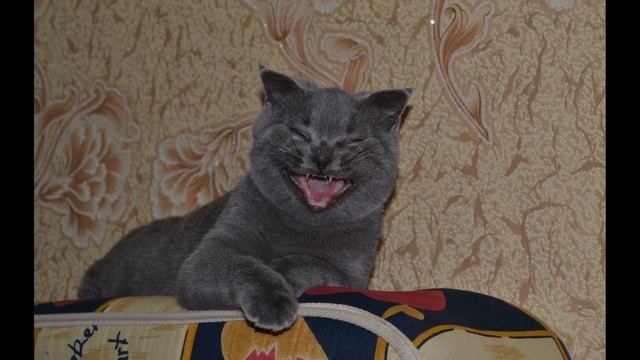 Кошачьи укусы опаснее собачьих, намного опаснее... смотреть онлайн