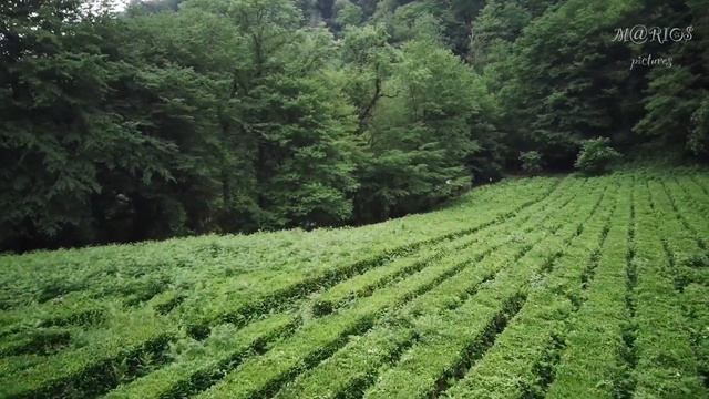 Сочи 4K. Дагомыс. Дагомысские Корыта. смотреть онлайн