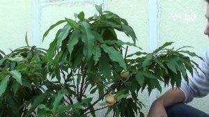 Как вырастить нектарины дома. Сайт «Садовый мир»