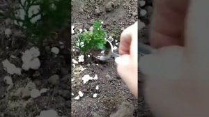 Черенки туи Смарагд,посадка в открытый грунт. Осенью