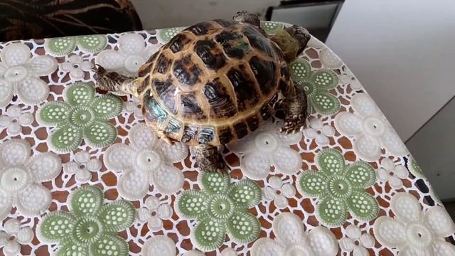 Умная черепаха?. смотреть онлайн