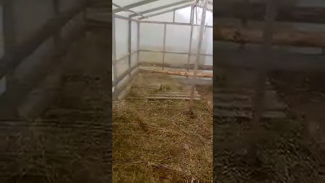 Свиньи с нуля, временное содержание свиней в теплице. смотреть онлайн
