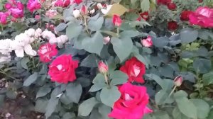 Саженцы чайно-гибридной розы Моника Белучи!???