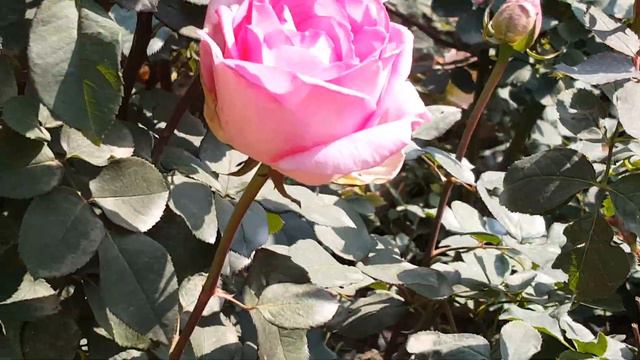 Fragrant Rose Varieties