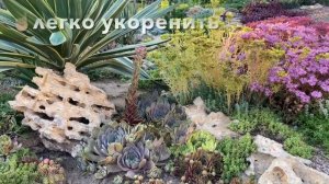 КАМЕННАЯ РОЗА. 10 СОВЕТОВ по выращиванию МОЛОДИЛО