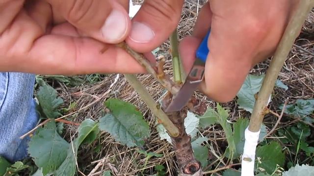 Окулировка черешни 2018 смотреть онлайн