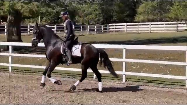 Thunderstruck 2018 Friesian Sporthorse Gelding April 2022 смотреть онлайн