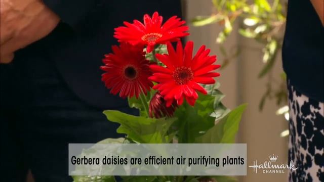 Home & Garden - Gerbera Daisies 101 With Shirley Bovshow - Hallmark Channel