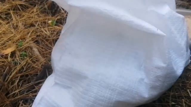 Кедр Сокровище Сибири смотреть онлайн