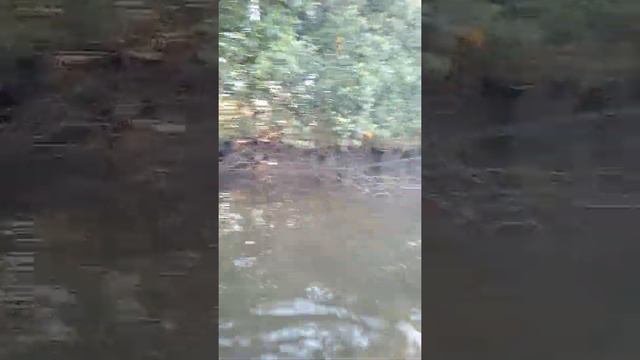 mangrove oyster in the Niger Delta in Nigeria. смотреть онлайн