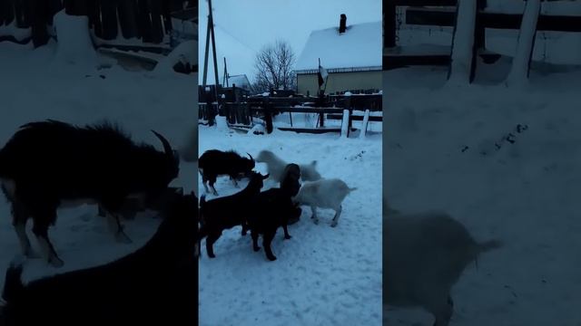 алабай и козел #волкодав #алабай #щенкиалабая #сао #чабан смотреть онлайн