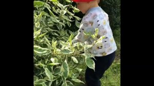 Как обрезать белый дерен, формируем живую изгородь.  #дача #дачасвоимируками #сад #живаяизгородь