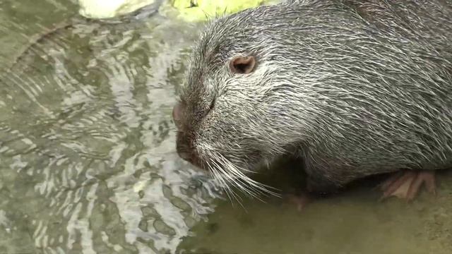 Сочи. Весенняя соната / Sochi. Spring Sonata (2021)