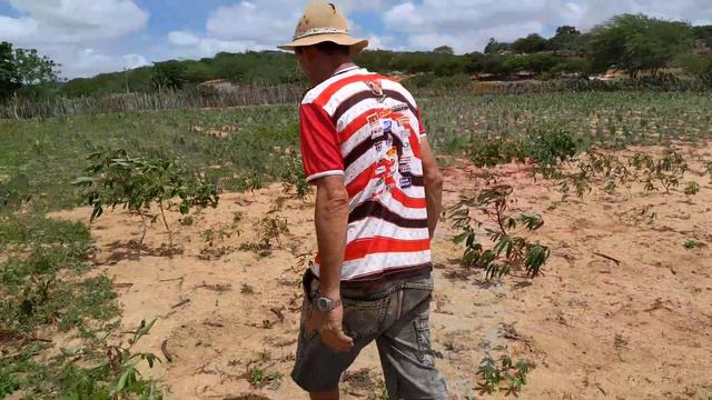 Benedito mostra sua plantação de macaxeira смотреть онлайн