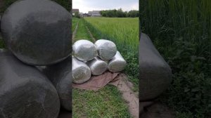 Сенаж своими руками.