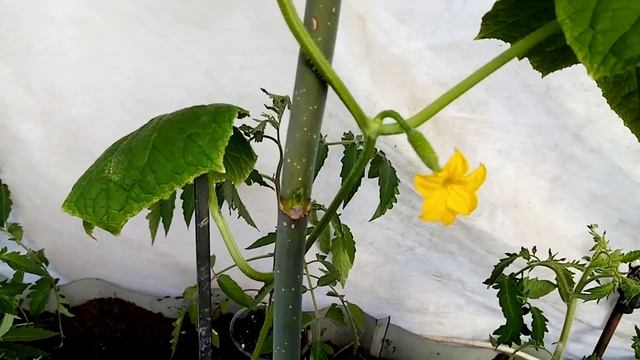 Ура! Мы пережили минус 10 градусов ( теплица). смотреть онлайн