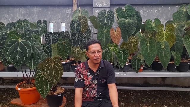 Flash Sale 02 Juni 2023,anthurium Crystalinum Jadulan Lokal berkelas Internasional,harga terjangkau смотреть онлайн